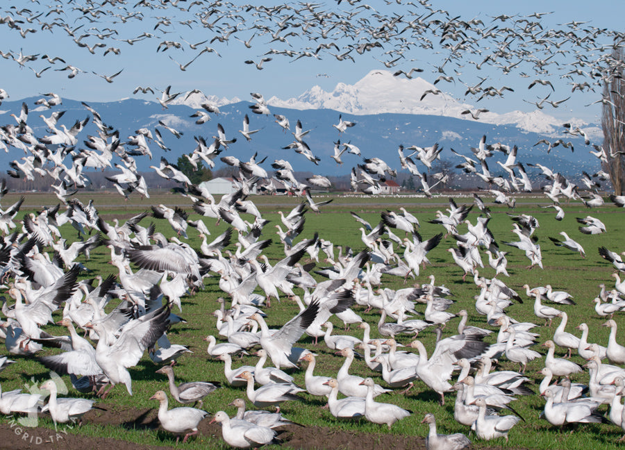 Ethical Collection of Goose & Duck Down