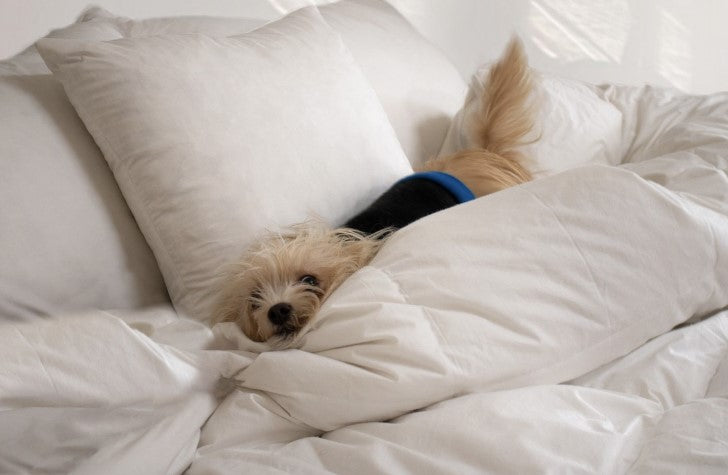 bella_on_the_bed