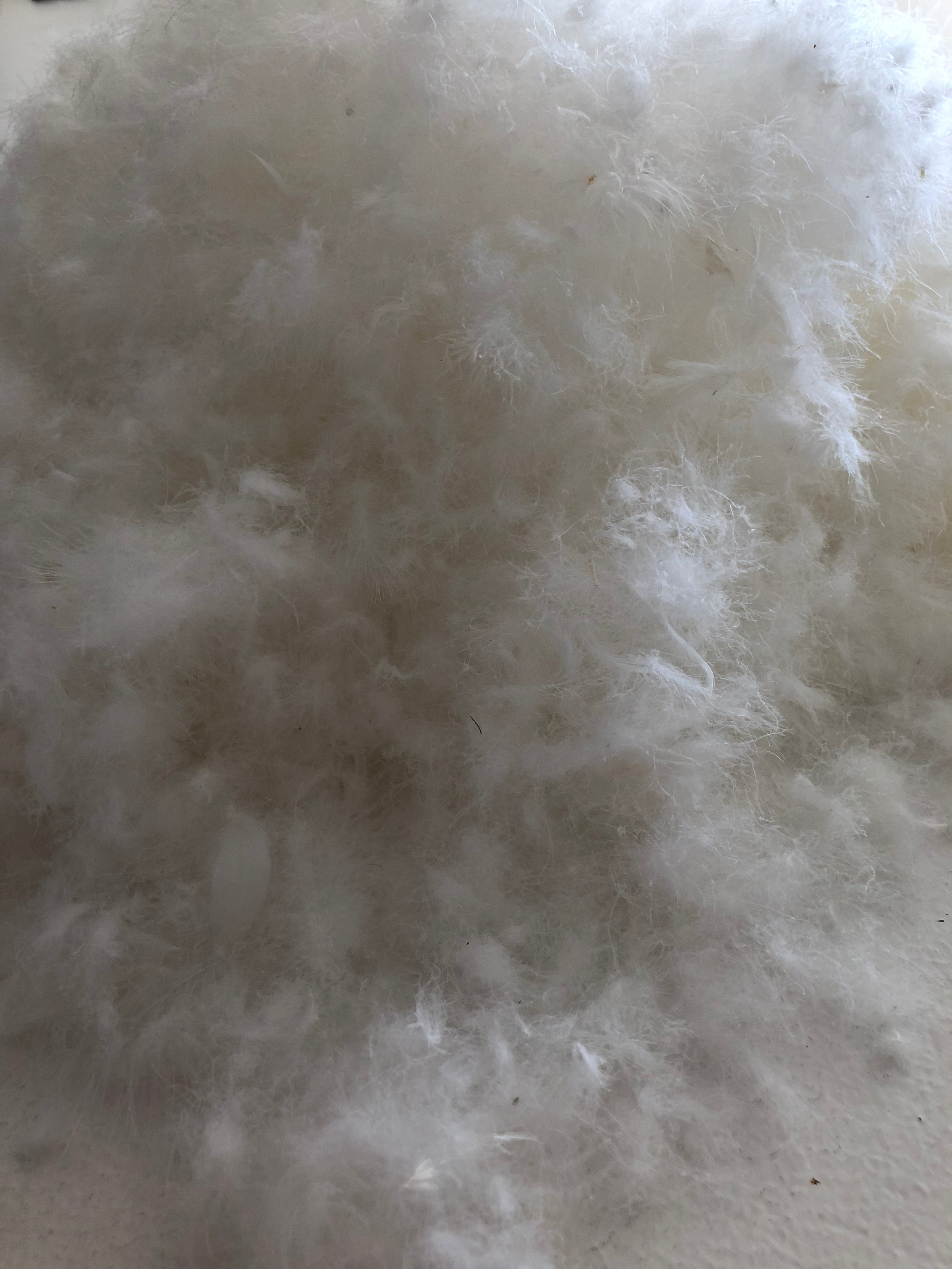 USA Standard Size Firm Pillow 95% White Premium Polish Mother Goose Down German Batiste TE270