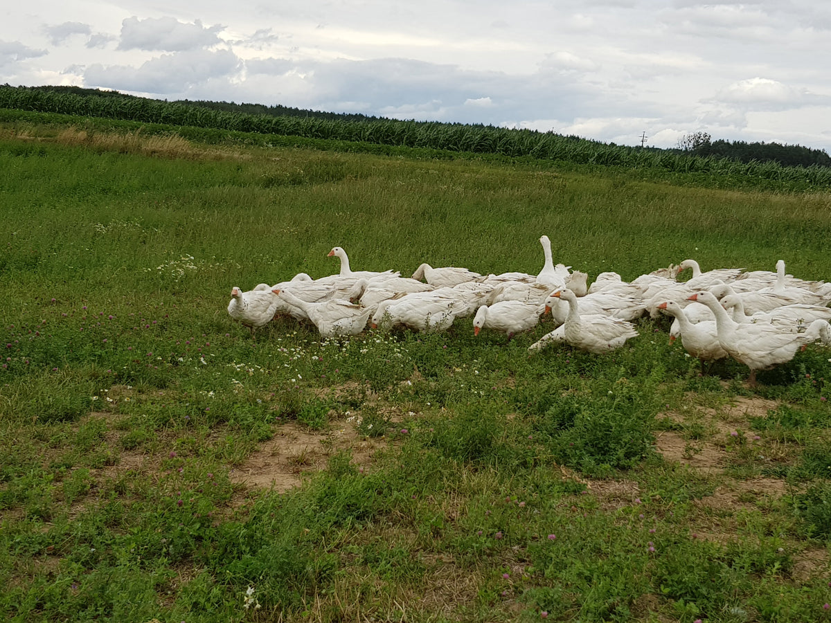 Ethically Collecting Duck and Goose Down in Europe