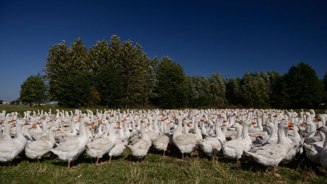 Goose Down versus Synthetic Down for King, Queen, Double & Single Sized Quilts