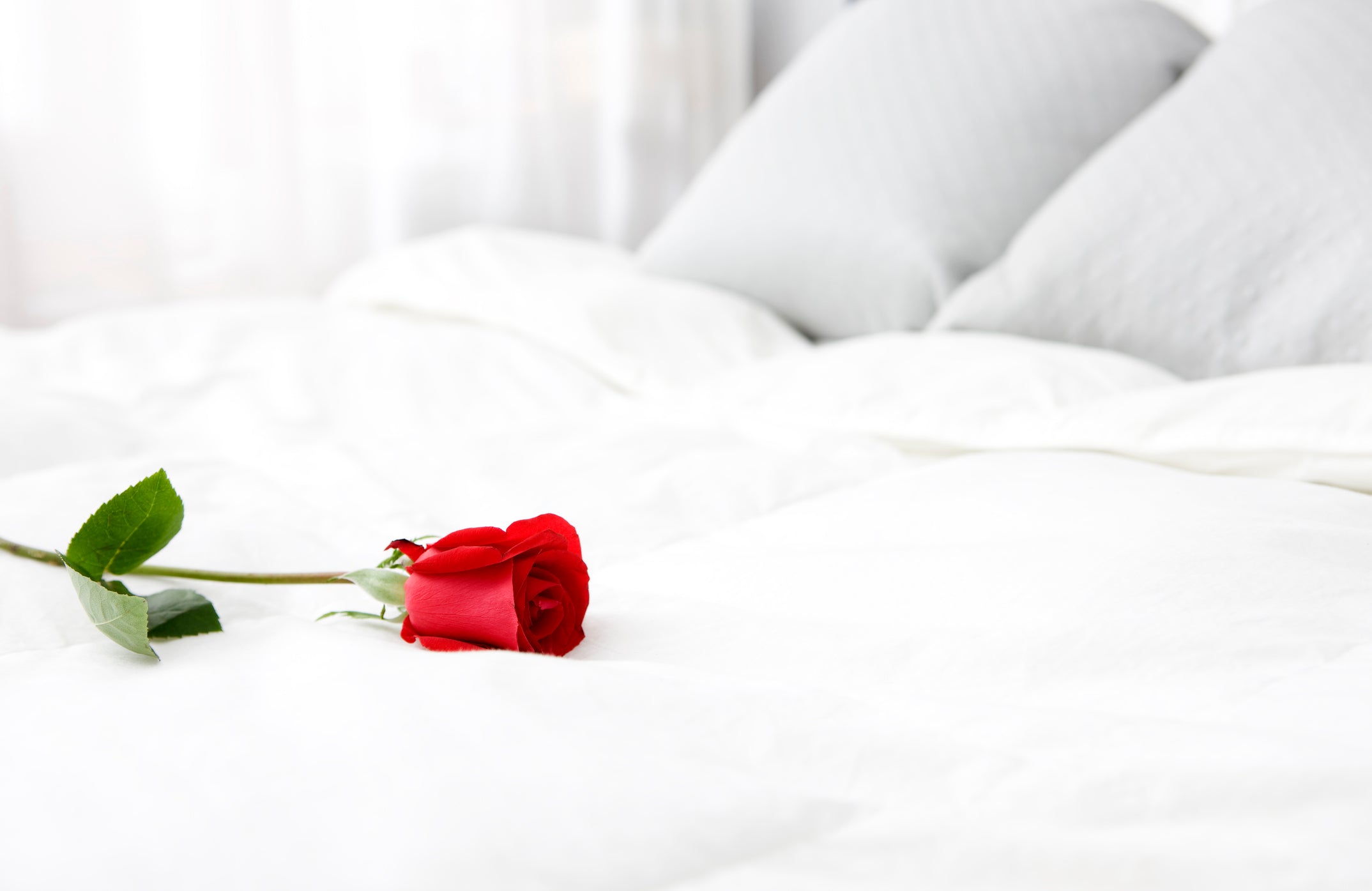 Luxurious Supreme Quilts goose down duvet with a red rose symbolising the romantic comfort of a His and Hers quilt.