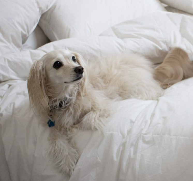 Supreme Quilts Pet-Friendly by Nature