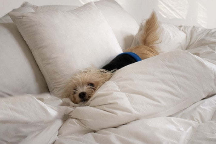 bella_on_the_bed