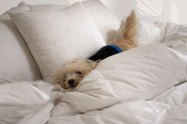 bella_on_the_bed