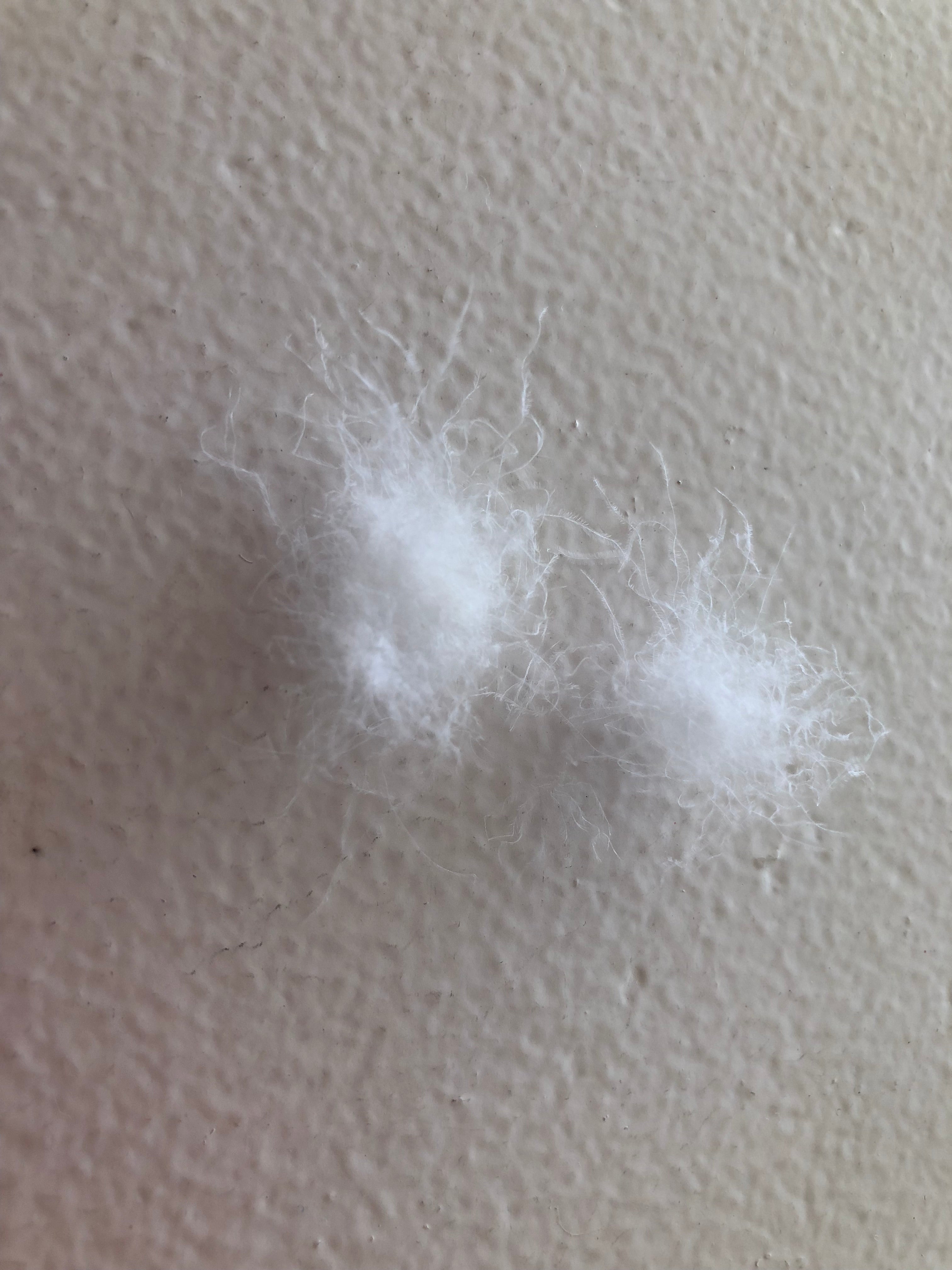 premium goose down fill, showcasing soft clusters used in Supreme Quilts for natural insulation and lightweight warmth.